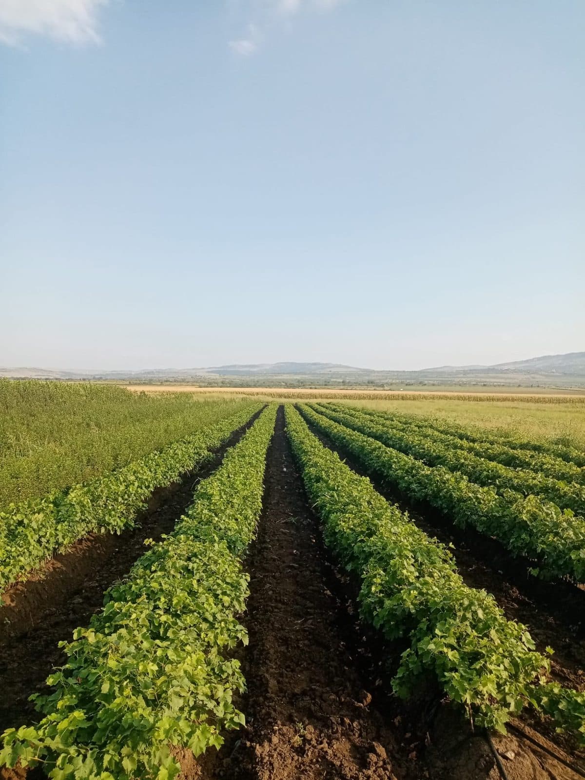 Pepiniera de viță de vie CHEVITIS din județul Buzău — rânduri de butași pe câmp