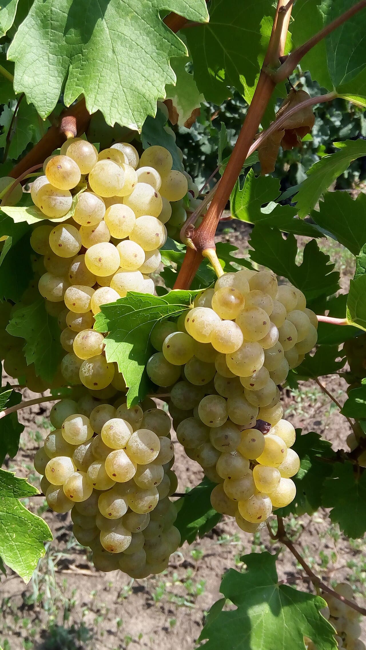 Butași Fetească Albă altoiți — pepinieră CHEVITIS Buzău Butași de viță de vie Fetească Albă — struguri de vin