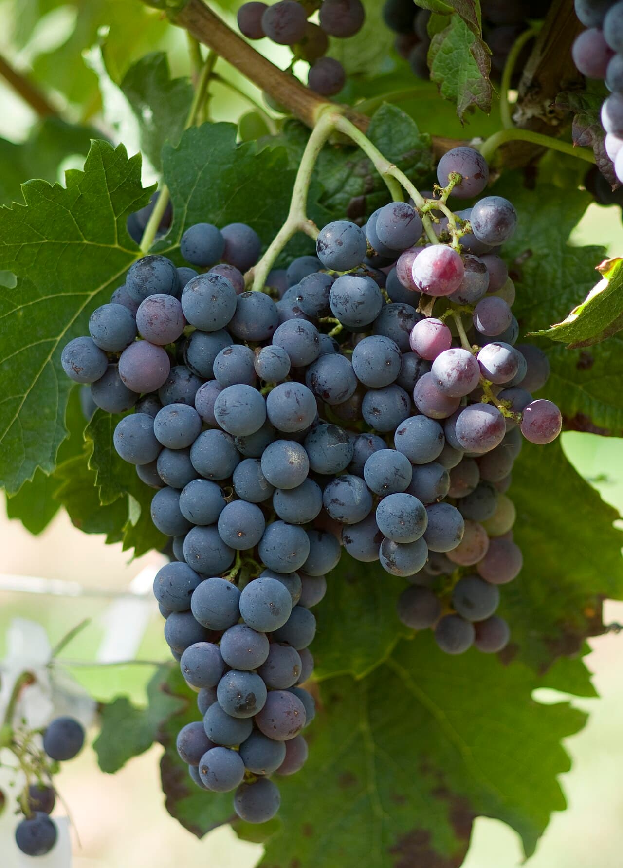 Butași Merlot altoiți — pepinieră CHEVITIS Buzău Butași de viță de vie Merlot — struguri de vin