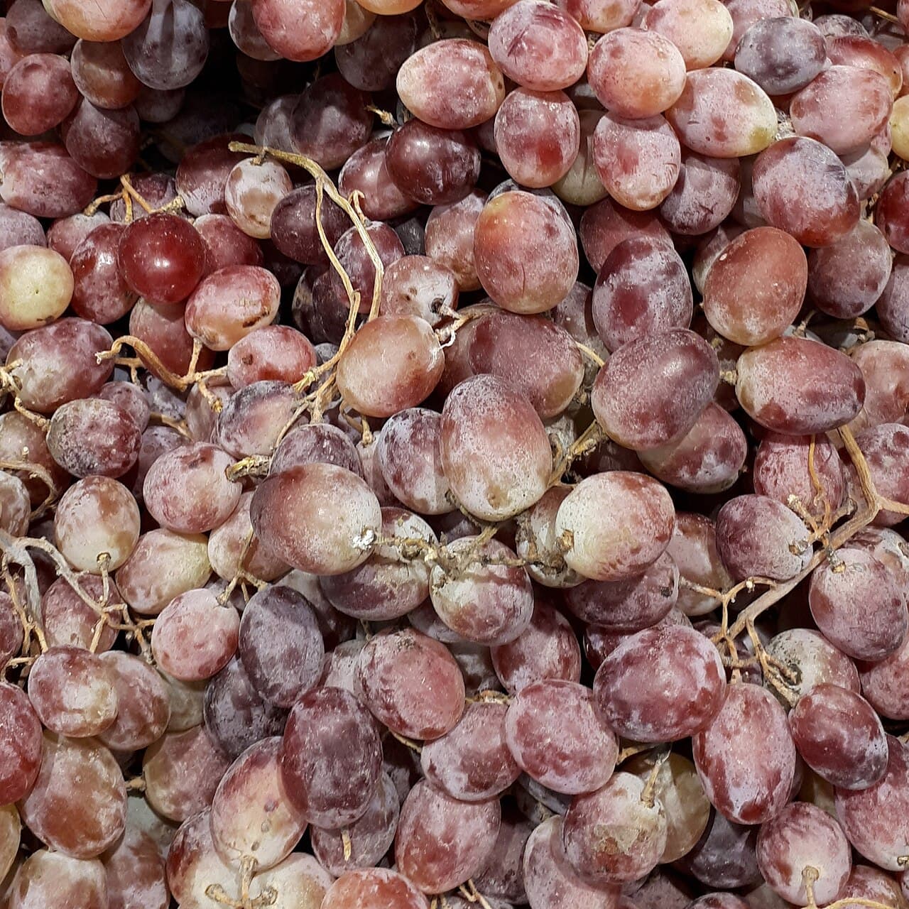 Butași Red Globe altoiți — pepinieră CHEVITIS Buzău Butași de viță de vie Red Globe — struguri de masă