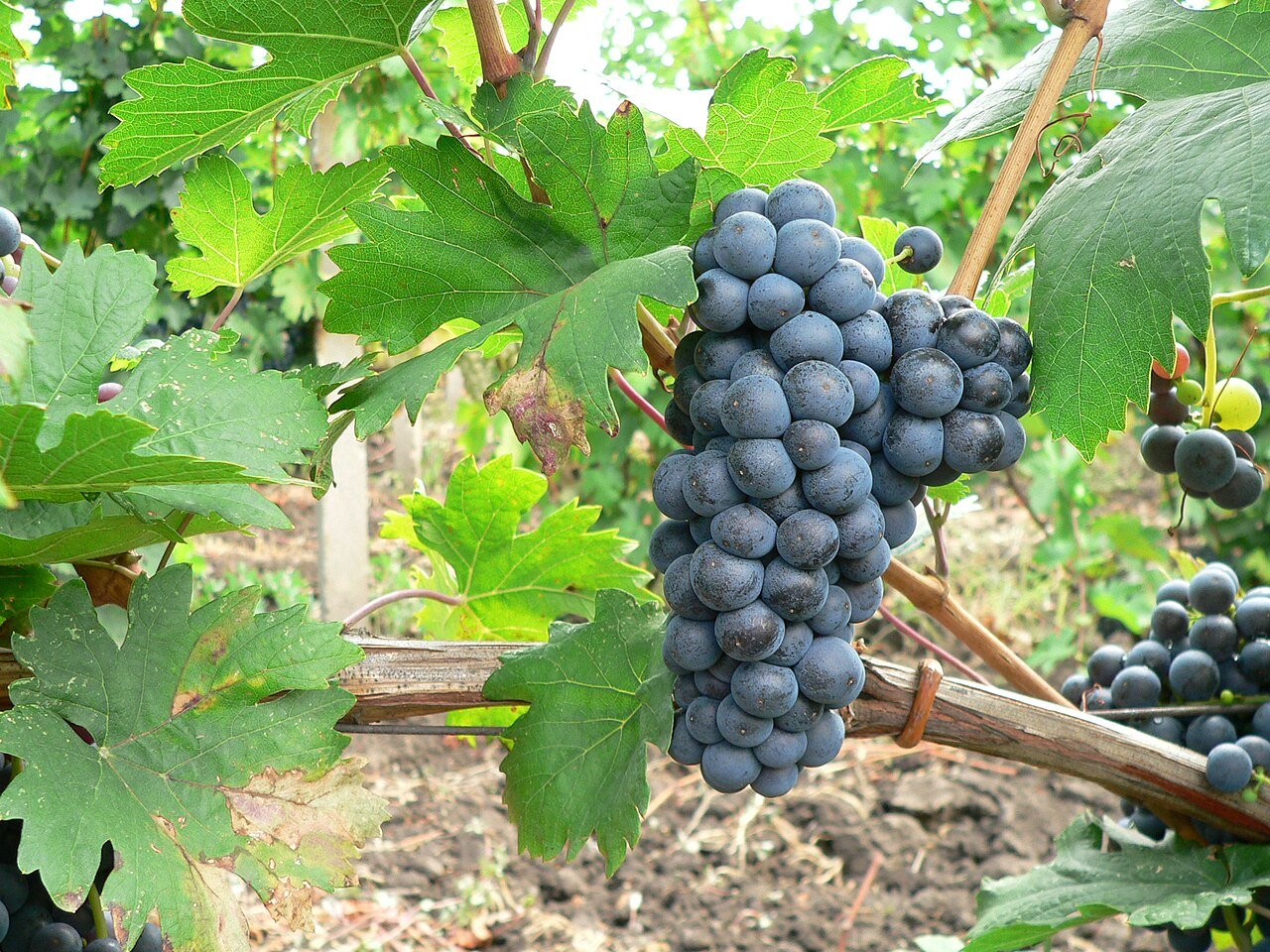 Butași de viță de vie Fetească Neagră — struguri de vin