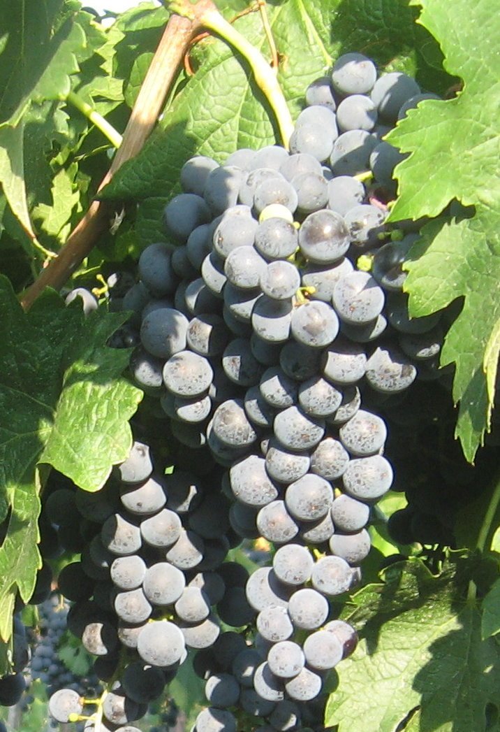 Butași de viță de vie Merlot — struguri de vin