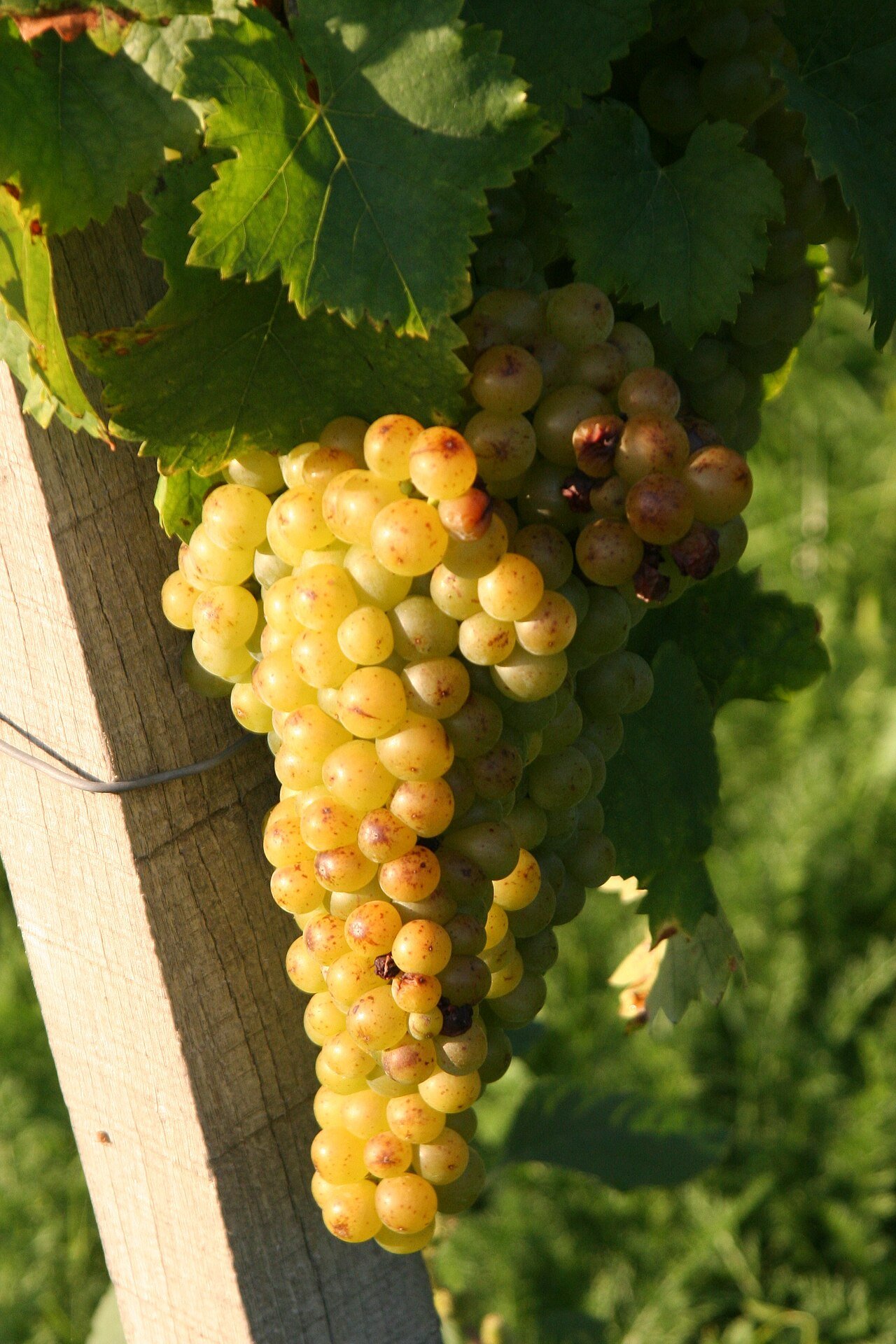 Butași de viță de vie Tămâioasă Românească — struguri de vin